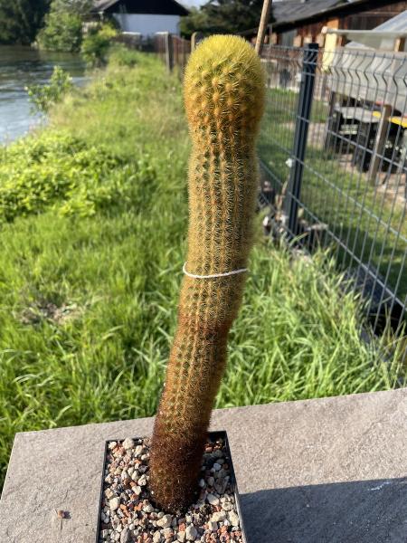 Borzicactus icosagonus